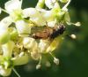 Fischeria bicolor